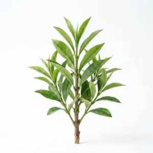 Hidrosol de árbol de té