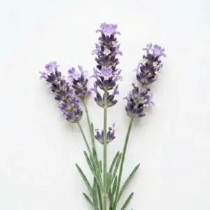 Hidrosol de lavanda