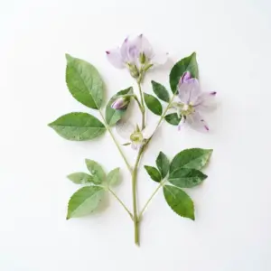 Hidrosol de flor de jazmín