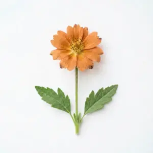 Hidrosol de neroli