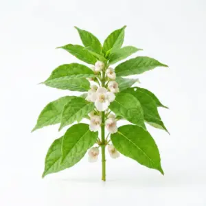Asia Aceite de menta