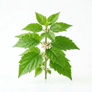 Aceite de menta crudo