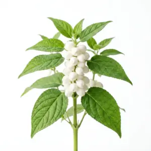 Aceite de Mentha Piperita