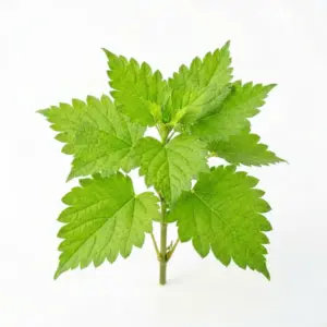 Aceite de menta verde
