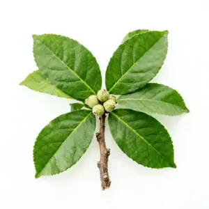 Aceite de alcanfor