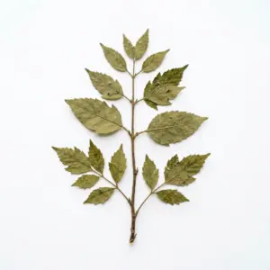 Aceite Ho
