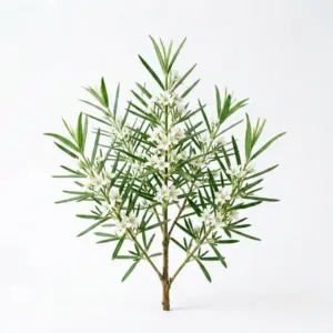 Aceite del árbol del té