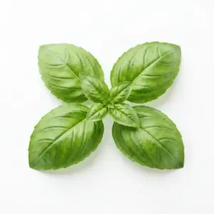 Aceite de albahaca