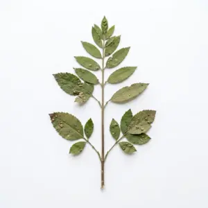 Aceite de nuez moscada