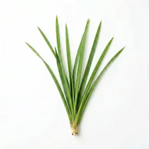 Aceite de citronela