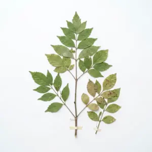 Aceite natural de Wintergreen