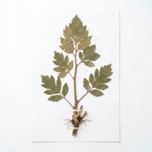 Aceite de cítricos