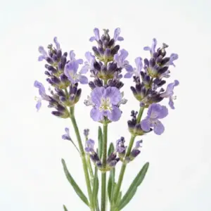 Aceite de lavanda