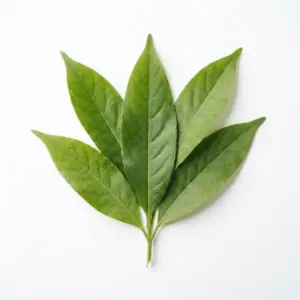Aceite de pachulí