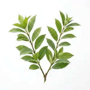 Aceite de ciprés