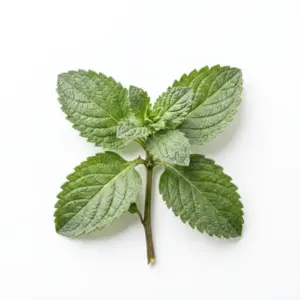 Aceite de orégano