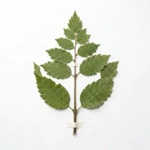 Aceite de artemisa