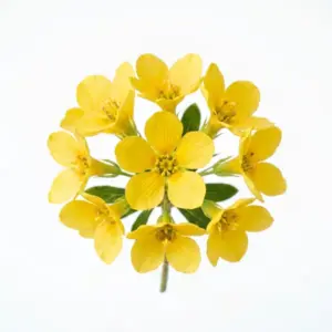 Aceite de Ylang Ylang