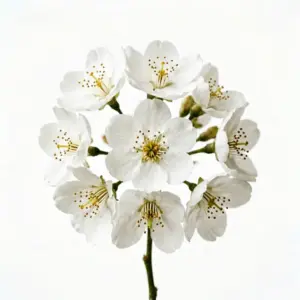 Aceite de Neroli