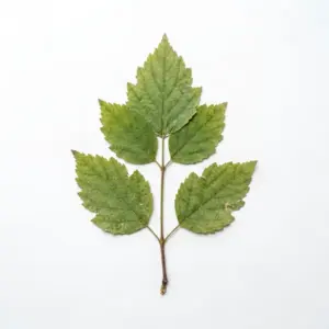 Aceite de gardenia