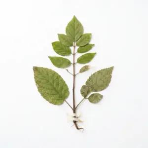Aceite Costus