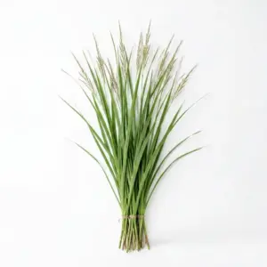 Aceite de vetiver