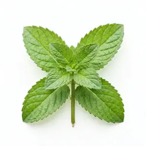 Aceite de Mejorana