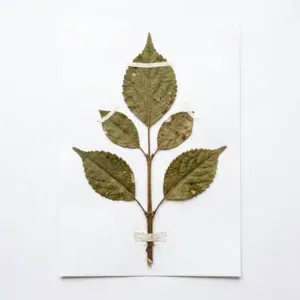 Volufiline Smilax Aceite