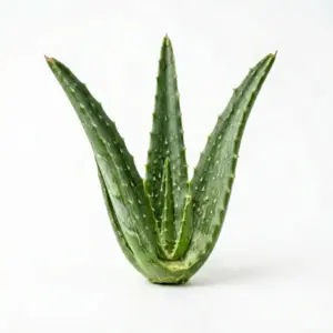 Aceite de aloe vera