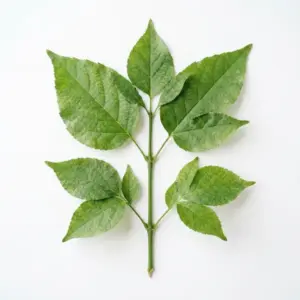 Aceite de macadamia
