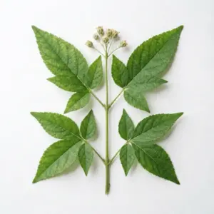 Crema de avestruz / Aceite de emú