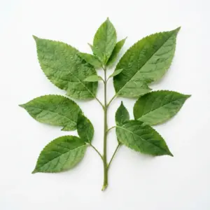 Aceite de avestruz