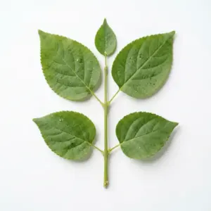 Aceite de linaza