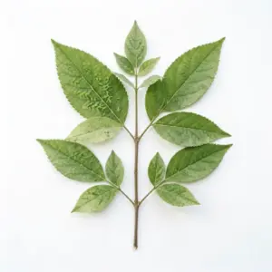 Aceite de borraja