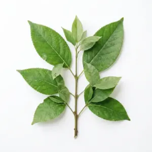 Aceite de nuez