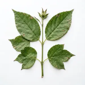 Aceite de Croton