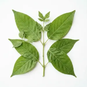 Aceite de semilla de perilla