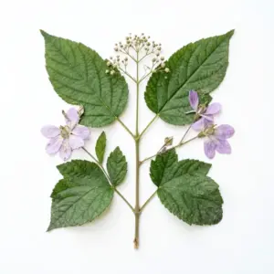 Aceite de germen de trigo