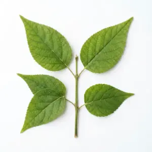 Aceite de semilla de kiwi