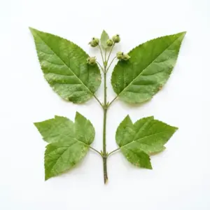 Aceite de semilla de cártamo
