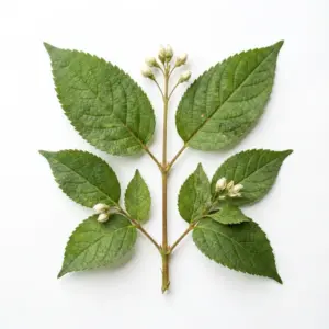 Aceite de Moringa
