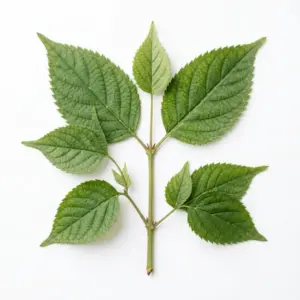 Aceite de avellana