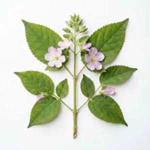 Aceite de semillas de higo chumbo