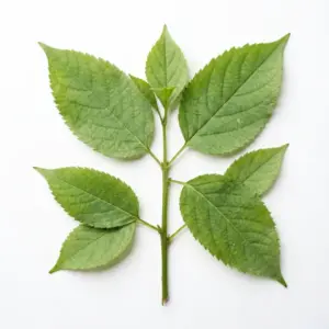 Aceite de Lithospermi