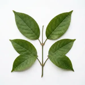 Aceite aromatizado especial