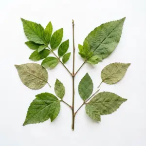 Aceite de Tamanu
