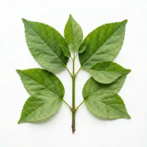 Aceite de semillas de alholva