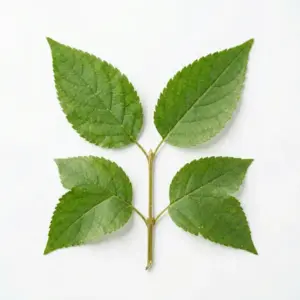 Aceite de yema de huevo