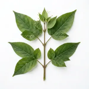 Aceite de semillas de cáñamo