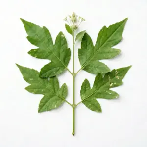 Aceite de semillas de baobab